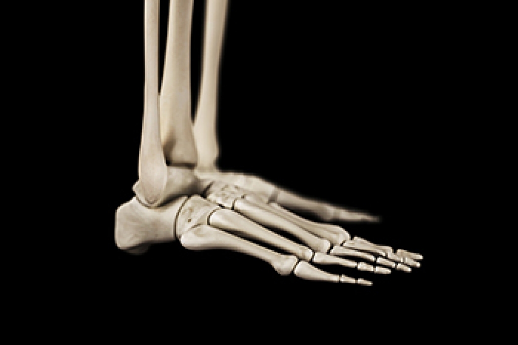 How Foot Joints Work Together